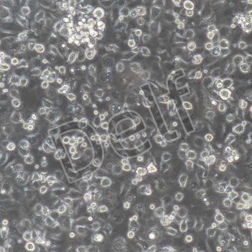 小鼠原代小膠質(zhì)細(xì)胞