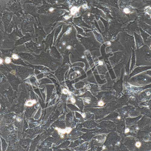 小鼠原代心肌細(xì)胞