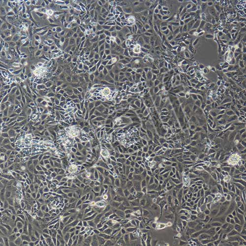 小鼠原代胸腺上皮細胞