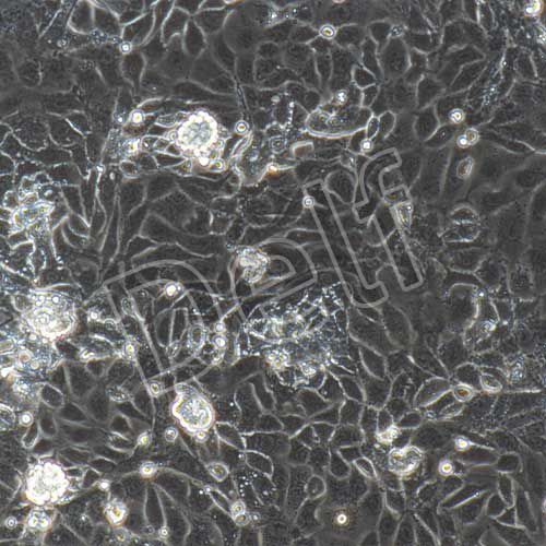 小鼠原代胸腺上皮細胞