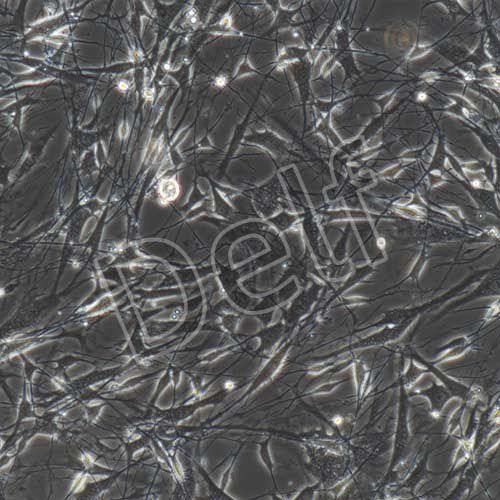 小鼠原代雪旺細胞