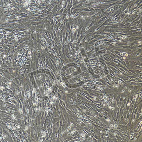 小鼠原代牙髓干細胞