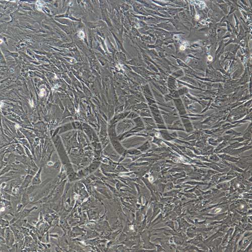 小鼠原代牙周膜干細(xì)胞