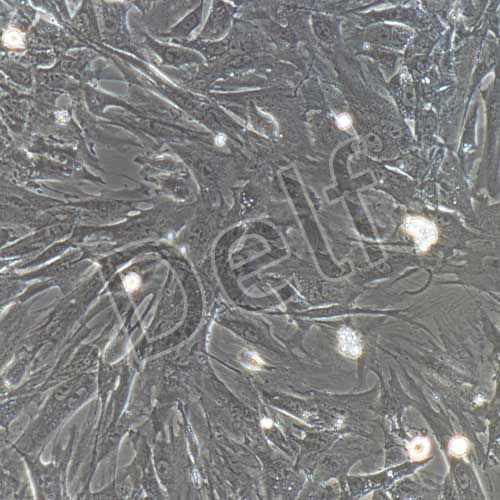 小鼠原代牙周膜干細(xì)胞