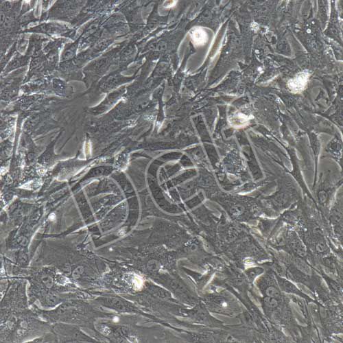 小鼠原代牙周膜干細(xì)胞