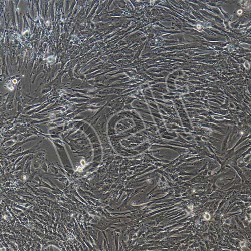 小鼠原代胰腺星狀細(xì)胞