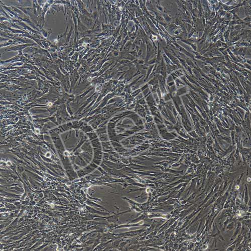 小鼠原代胰腺星狀細(xì)胞