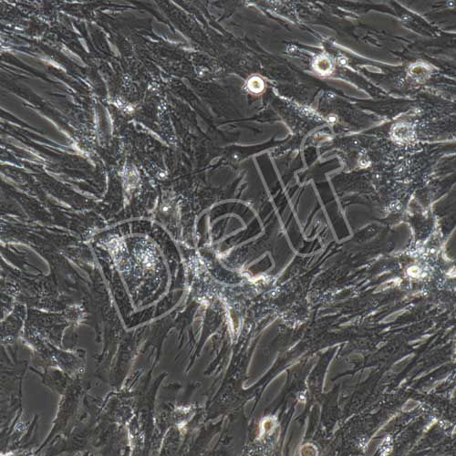 小鼠原代胰腺星狀細(xì)胞