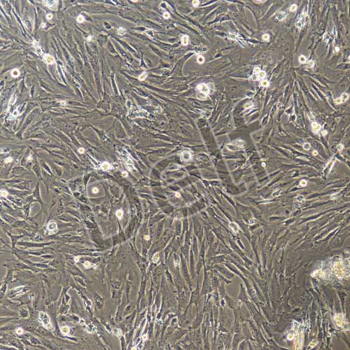 小鼠原代真皮毛乳頭細胞