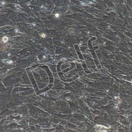 小鼠原代脂肪干細(xì)胞