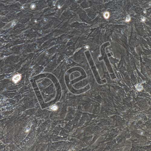 小鼠原代脂肪干細(xì)胞