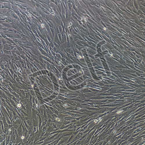 小鼠原代主動(dòng)脈弓平滑肌細(xì)胞