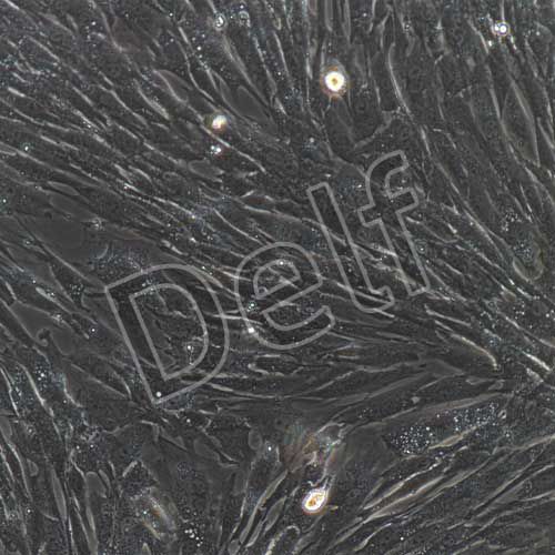 小鼠原代主動(dòng)脈弓平滑肌細(xì)胞