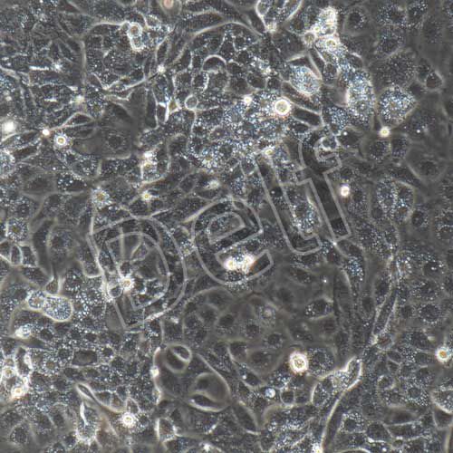 小鼠原代主動脈內(nèi)皮細胞