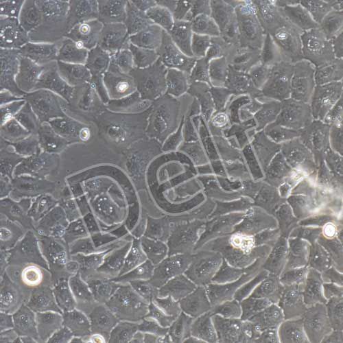 豬鼻腔粘膜上皮細胞永生化