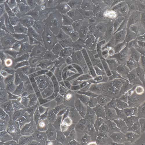 豬鼻腔粘膜上皮細胞永生化