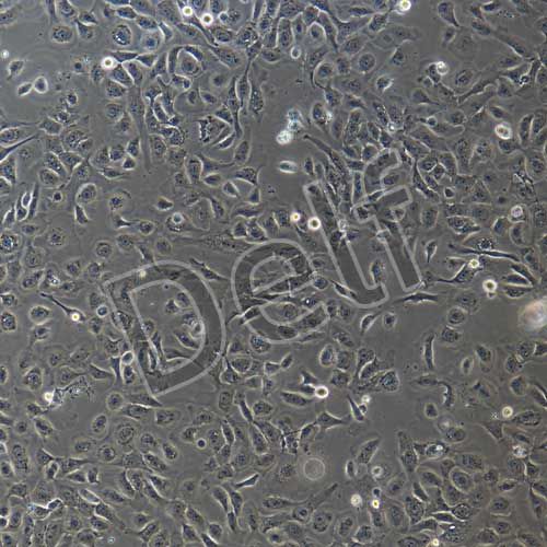 豬扁桃體上皮細(xì)胞永生化