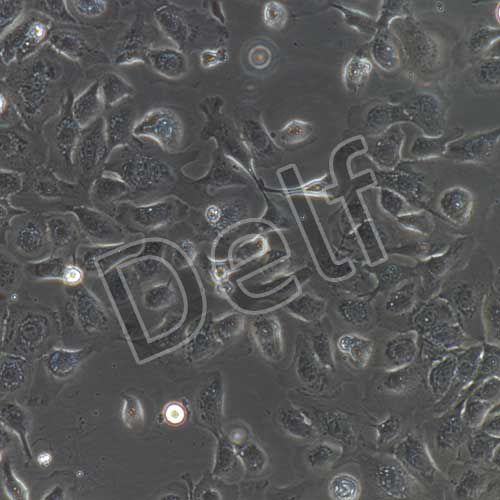 豬扁桃體上皮細(xì)胞永生化