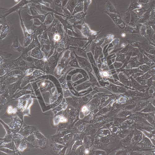 豬原代肺微血管內(nèi)皮細(xì)胞