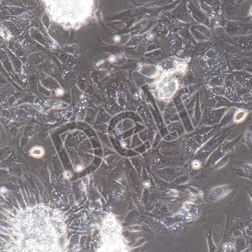 豬原代肺微血管內(nèi)皮細(xì)胞