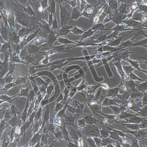 豬原代骨骼肌細(xì)胞