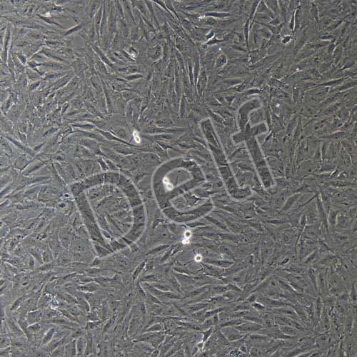 豬原代骨髓間充質(zhì)干細胞