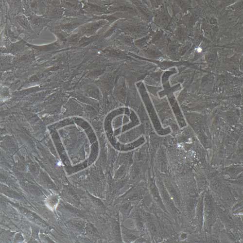 豬原代骨髓間充質(zhì)干細胞