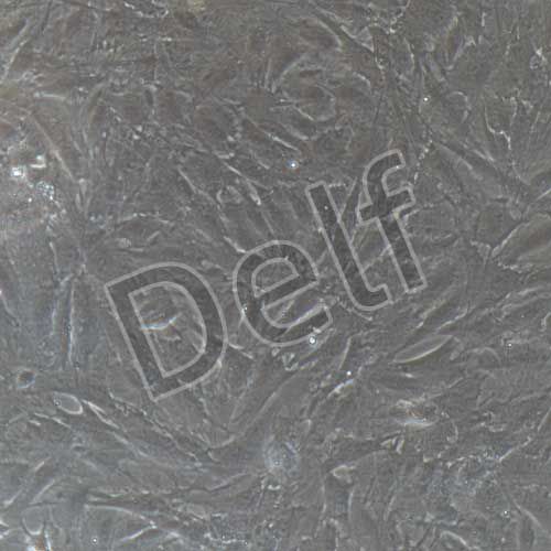 豬原代骨髓間充質(zhì)干細胞