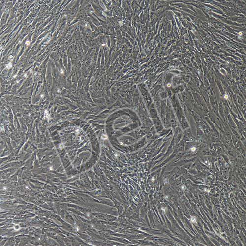 豬原代卵巢顆粒細(xì)胞