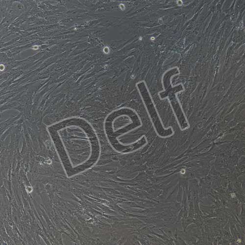 豬原代皮膚成纖維細(xì)胞