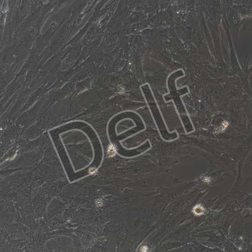 豬原代皮膚成纖維細(xì)胞