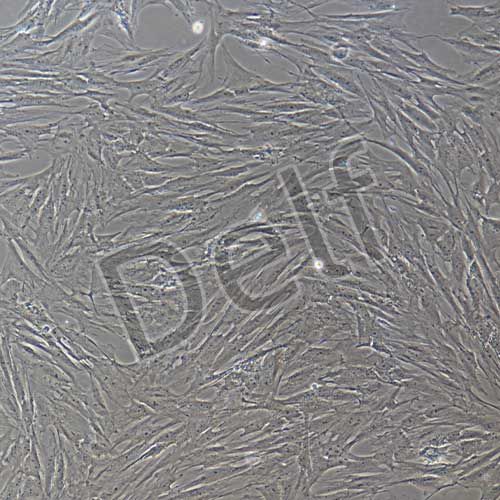 豬原代前脂肪細(xì)胞