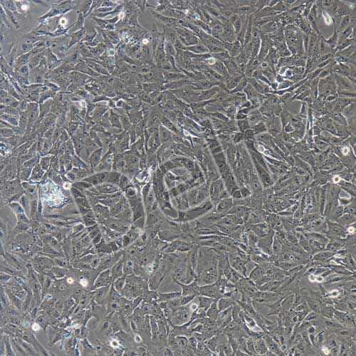 豬原代乳腺上皮細胞