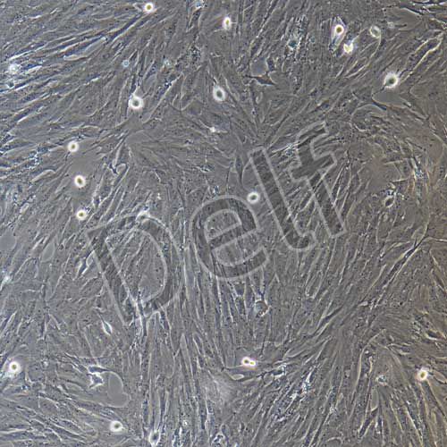 豬原代心肌成纖維細(xì)胞