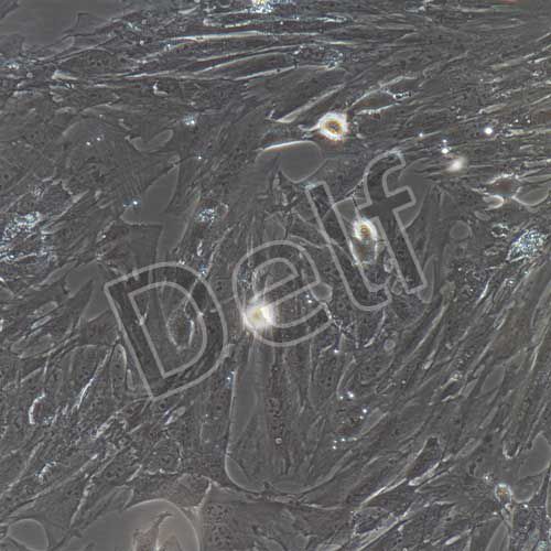 豬原代心肌成纖維細(xì)胞