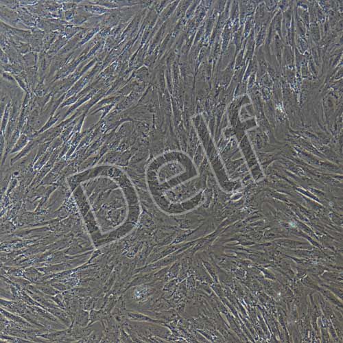 豬原代脂肪干細(xì)胞