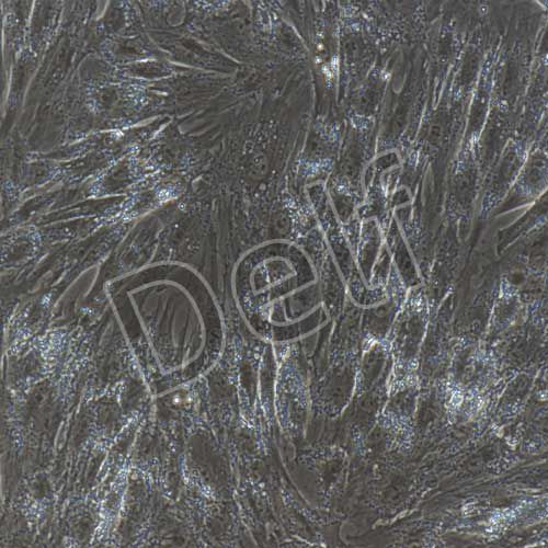 豬原代脂肪干細(xì)胞