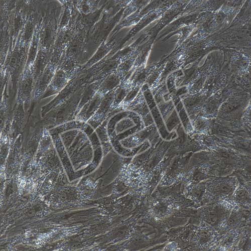 豬原代脂肪干細(xì)胞