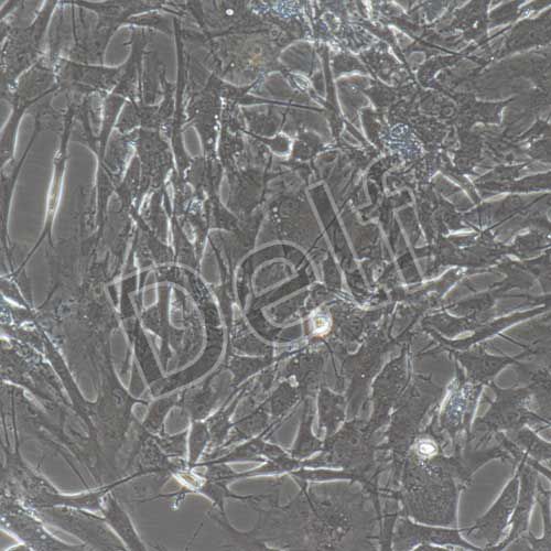 豬原代主動脈瓣膜間質細胞