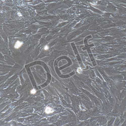 豬原代主動(dòng)脈平滑肌細(xì)胞