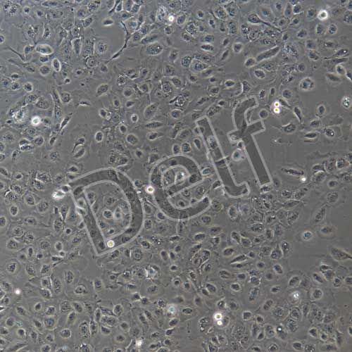 豬子宮內(nèi)膜上皮細胞永生化