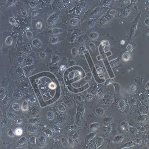 豬子宮內(nèi)膜上皮細胞永生化