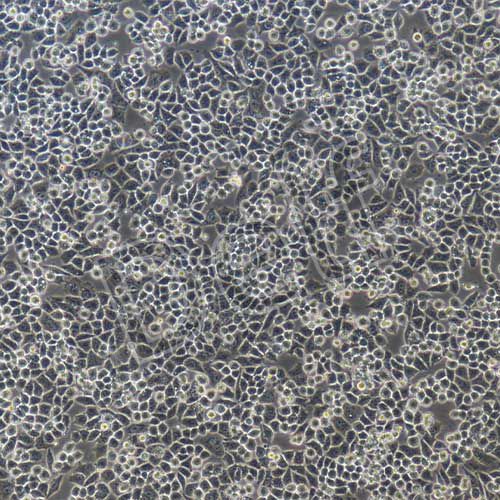 A2780+GFP 人卵巢癌細(xì)胞+GFP