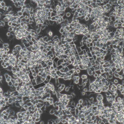 RAW264.7+GFP 小鼠單核巨噬細(xì)胞白血病細(xì)胞綠色熒光標(biāo)記