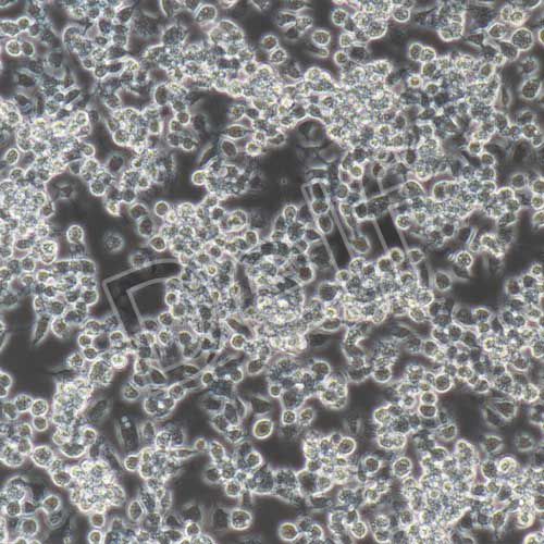 RAW264.7+GFP 小鼠單核巨噬細(xì)胞白血病細(xì)胞綠色熒光標(biāo)記