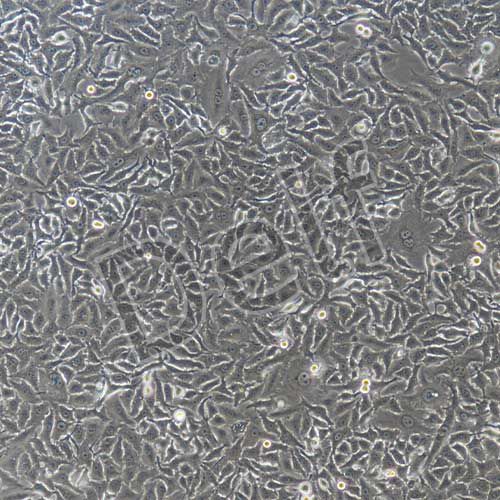 A549+luc 人肺癌細(xì)胞+luc