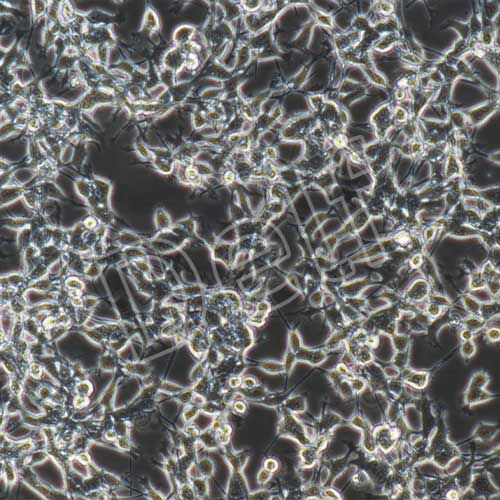 CT26+luc 小鼠結(jié)腸癌細(xì)胞熒光素酶標(biāo)記