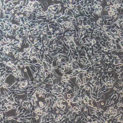 HEPA1-6+luc 小鼠肝癌細(xì)胞+luc