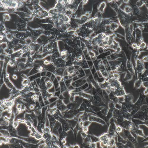 HEPA1-6+luc 小鼠肝癌細(xì)胞+luc