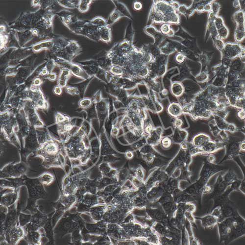 HEPA1-6+luc 小鼠肝癌細(xì)胞+luc